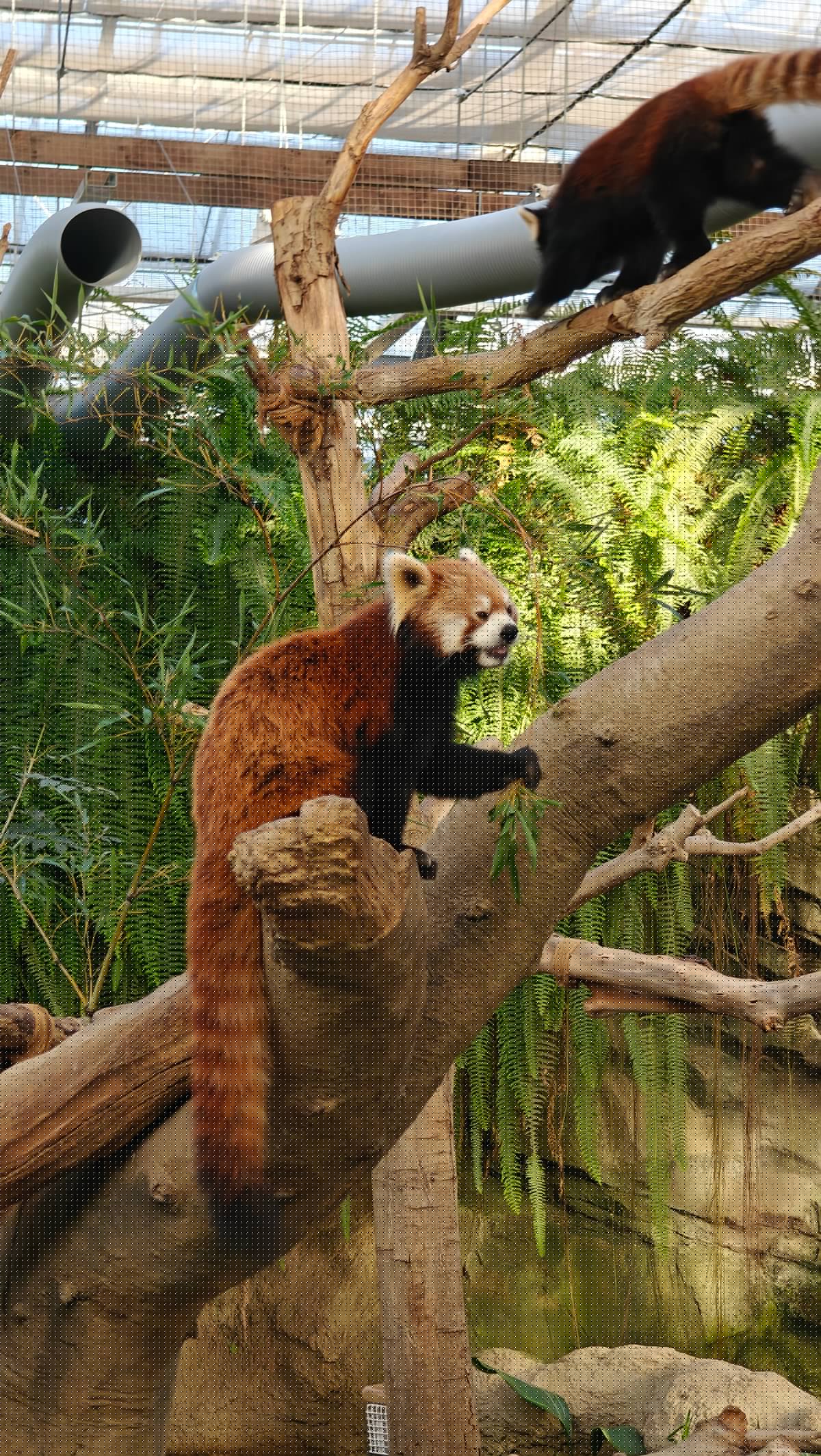 Red panda and binturong together