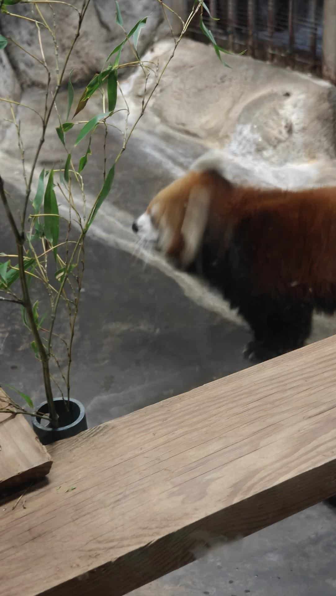 Red panda behind bamboo branches