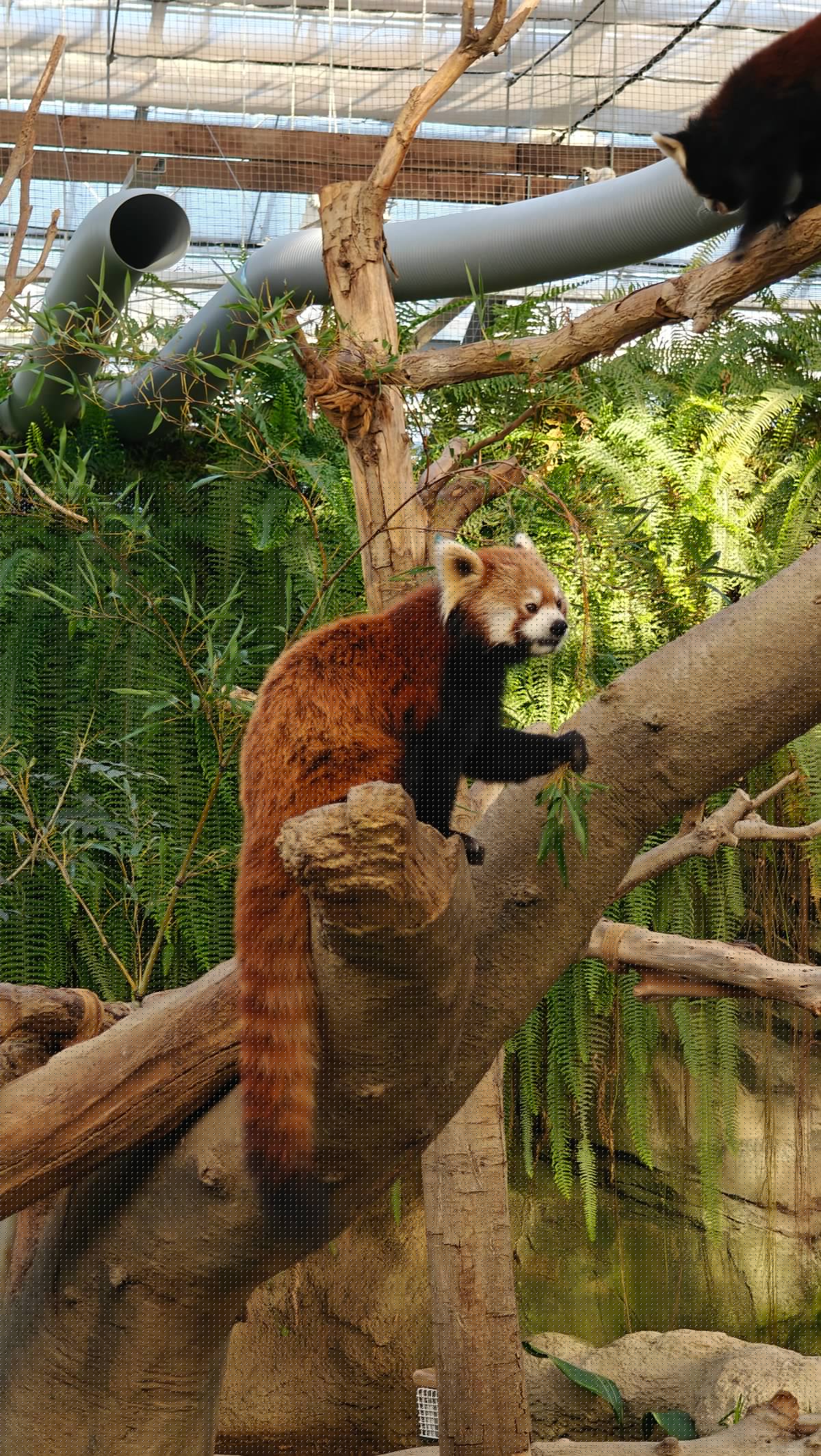Red panda climbing tree trunk
