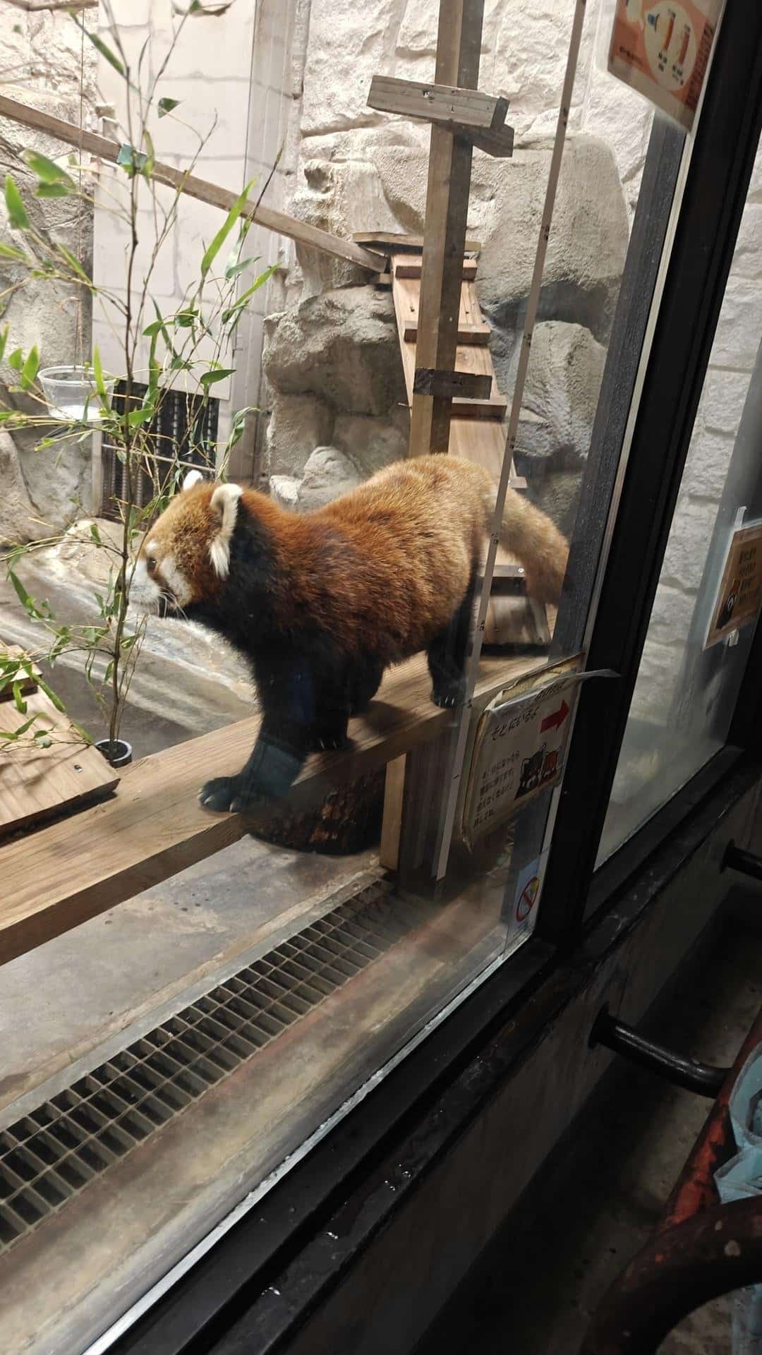 Red panda on wooden beam in enclosure