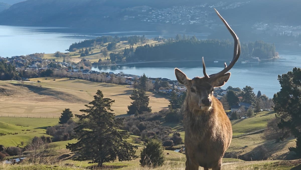 Red stag overlooking Queenstown
