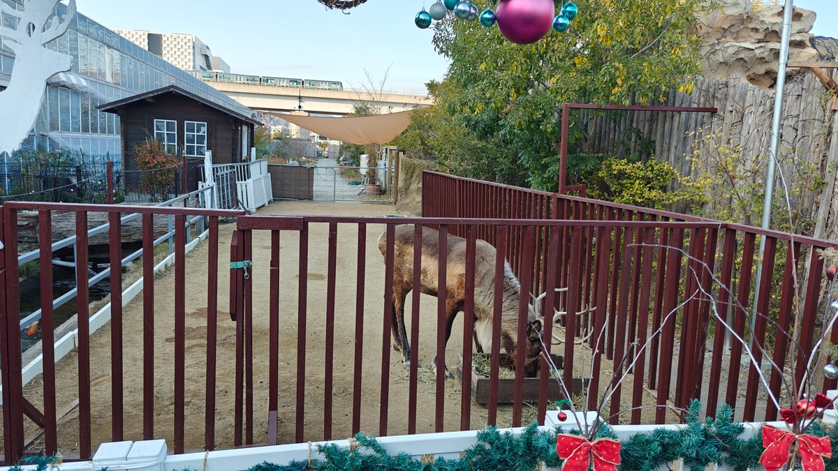 Reindeer with Christmas wreaths