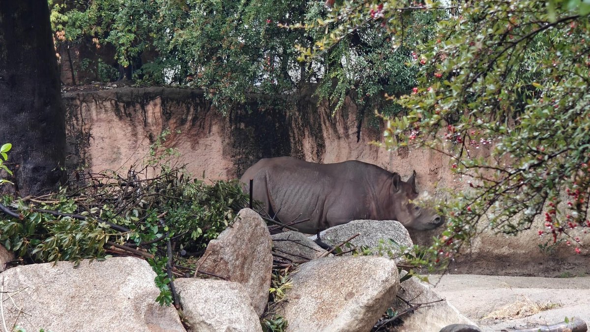 Rhinoceros behind foliage and rocks