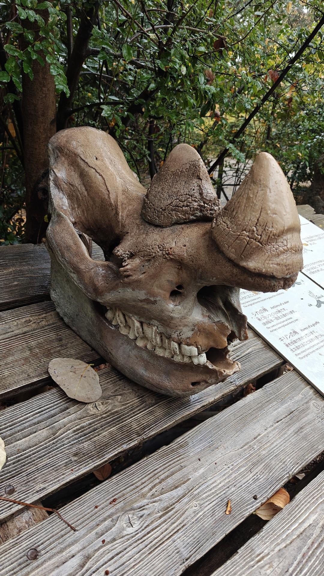 Rhinoceros skull on wooden table