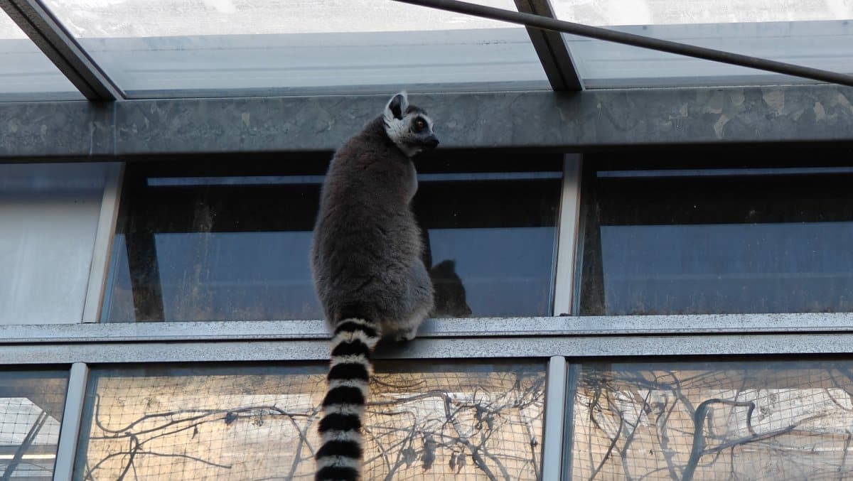 Ring-tailed lemur on window ledge