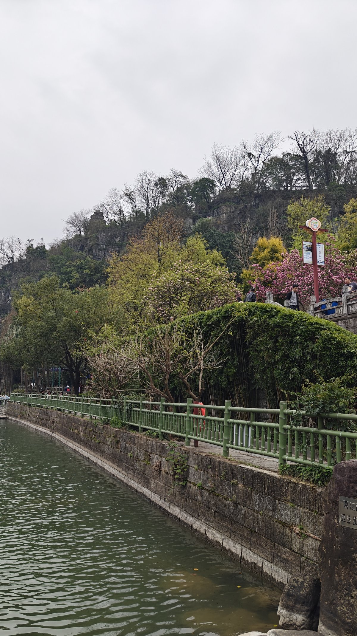 Riverside walkway with green railing, cherry blossoms and