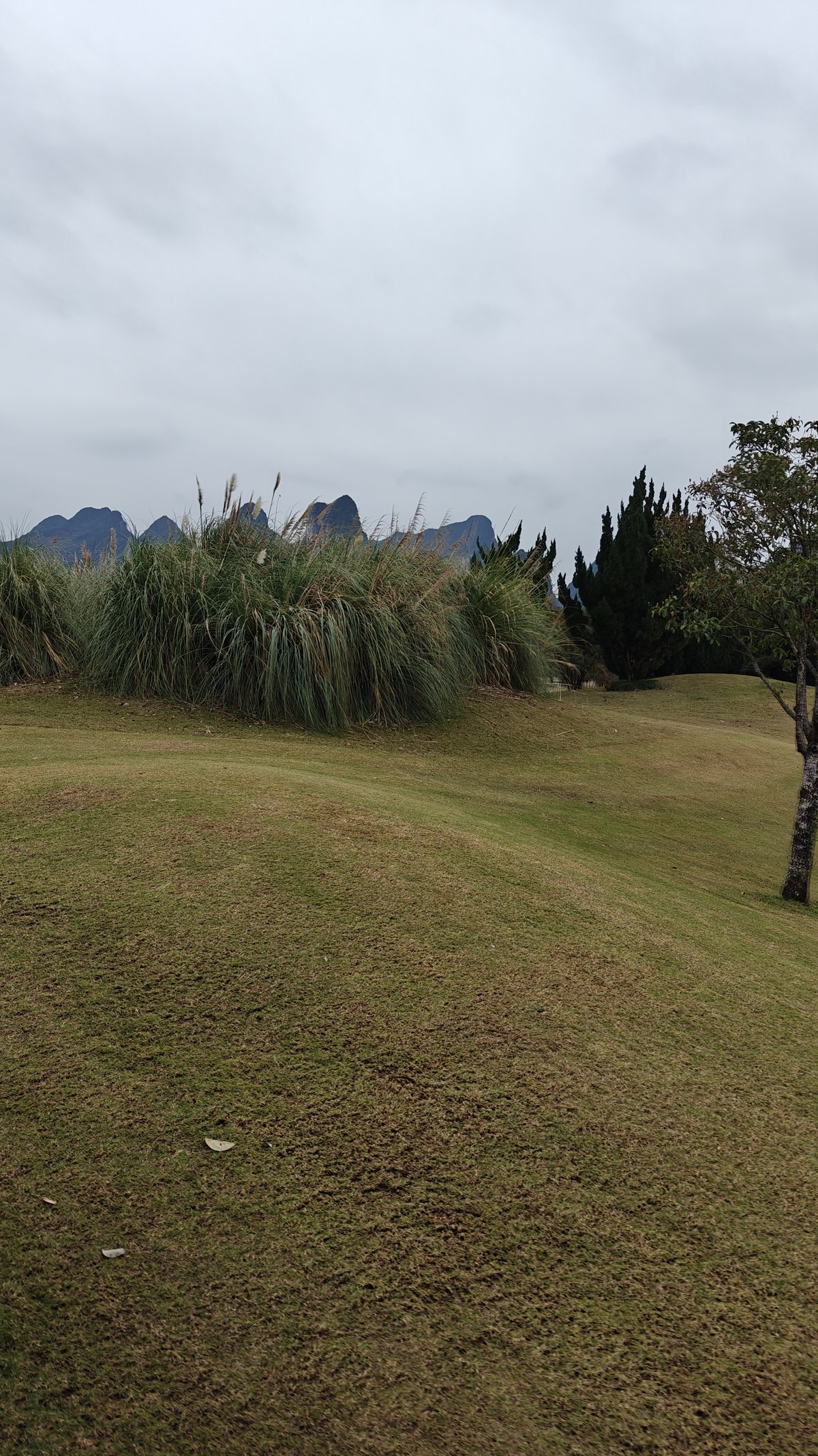 Rolling green fairways panorama