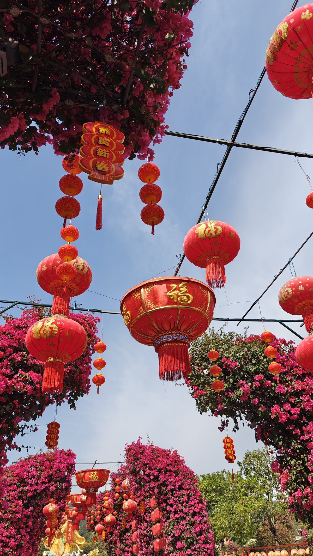 Rows of lanterns in bougainvillea blooms