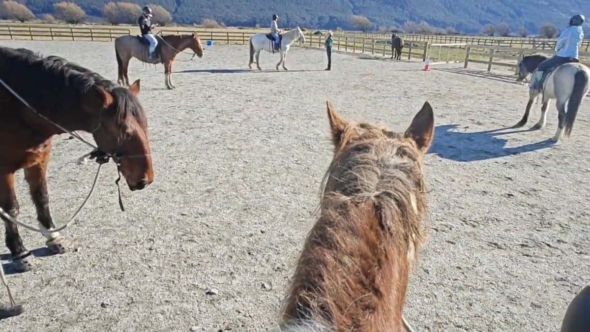 Saddle view over horse mane