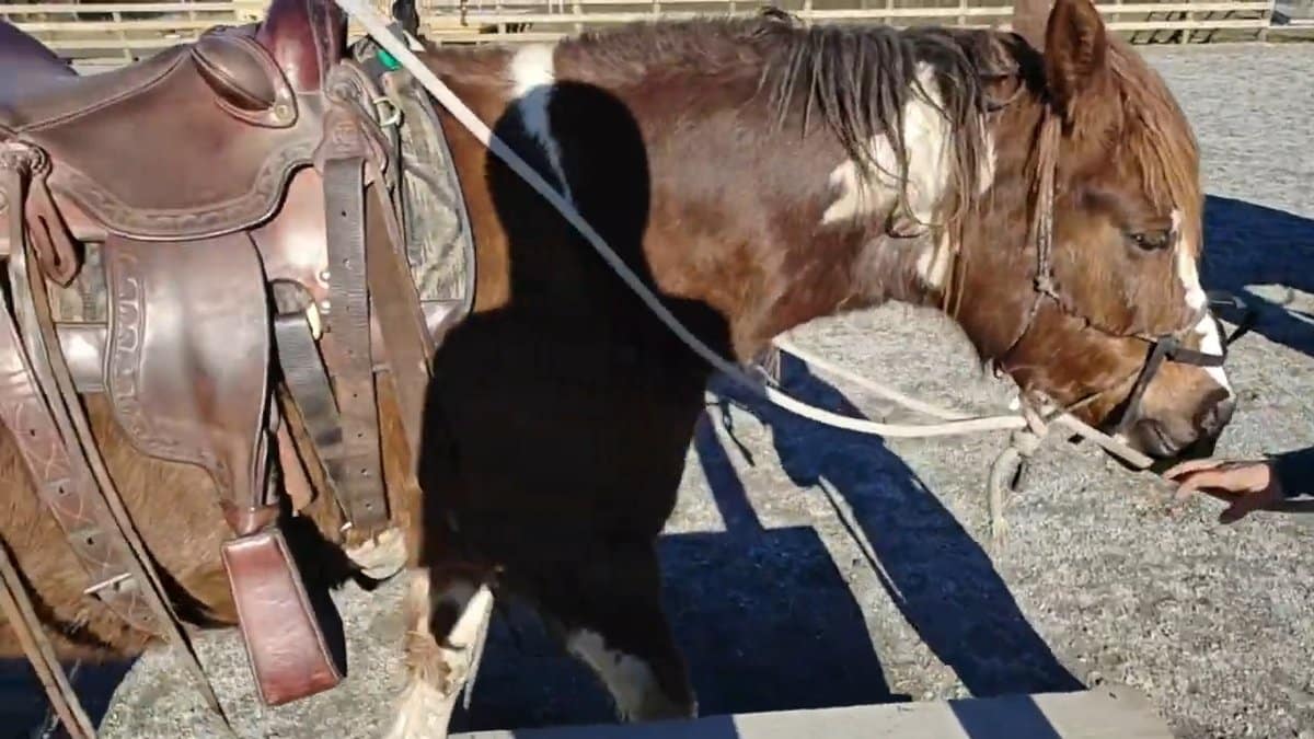 Saddled bay horse side view