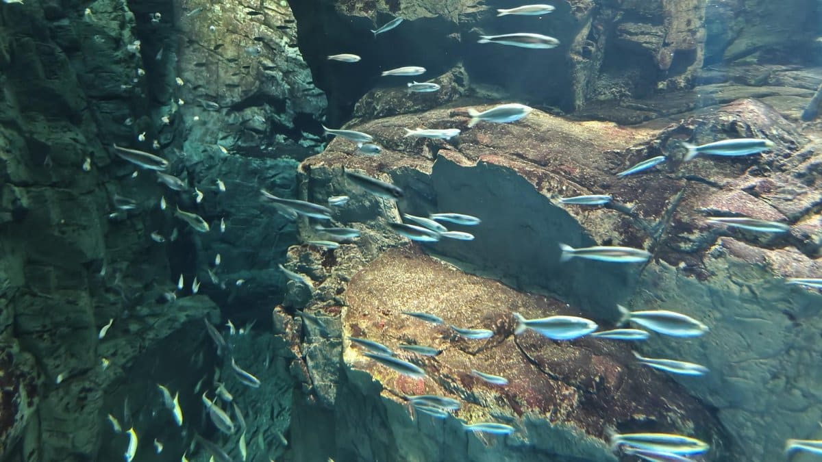 School of fish in rocky underwater scene