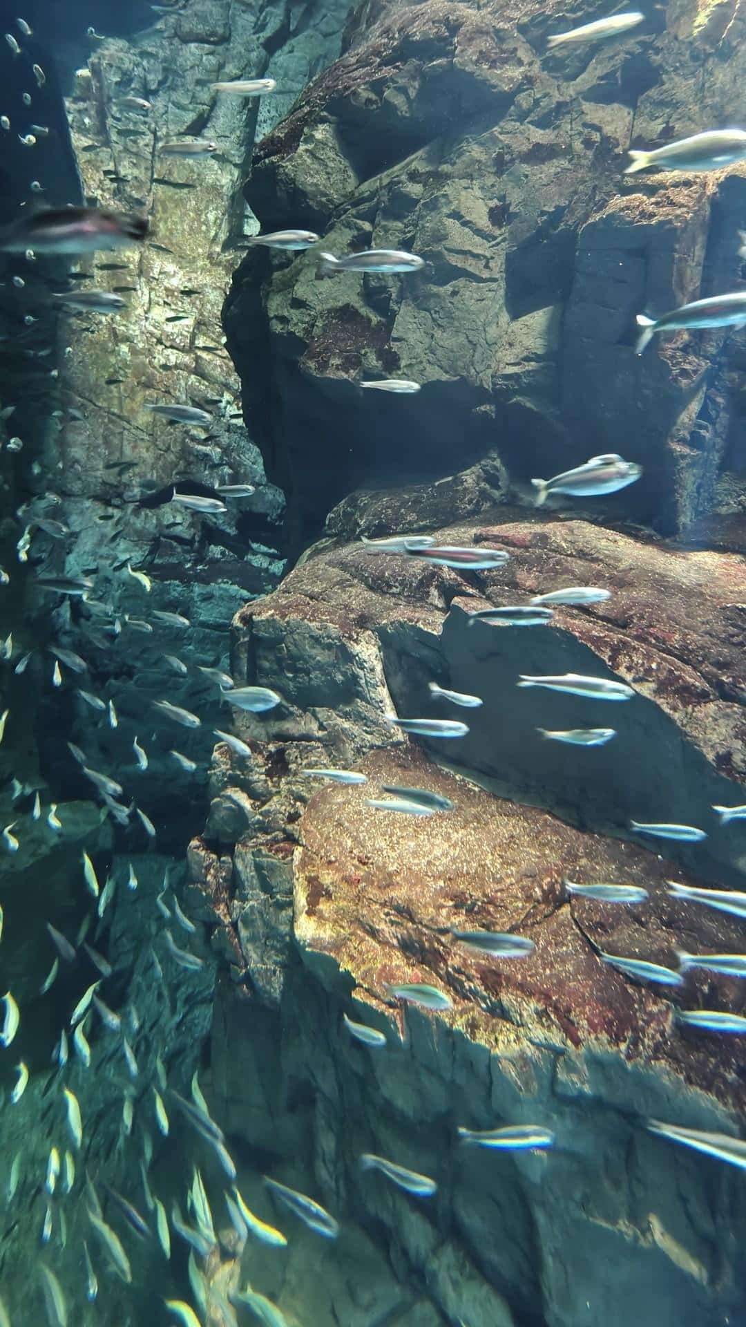 School of fish swimming by rocky reef