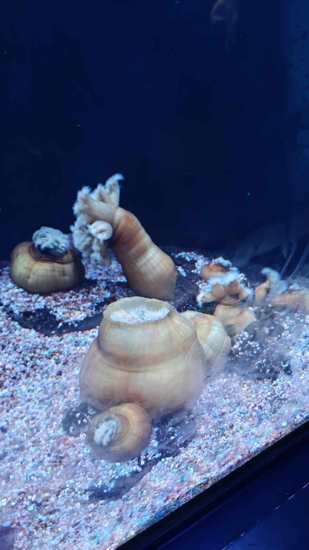Sea anemones in aquarium tank