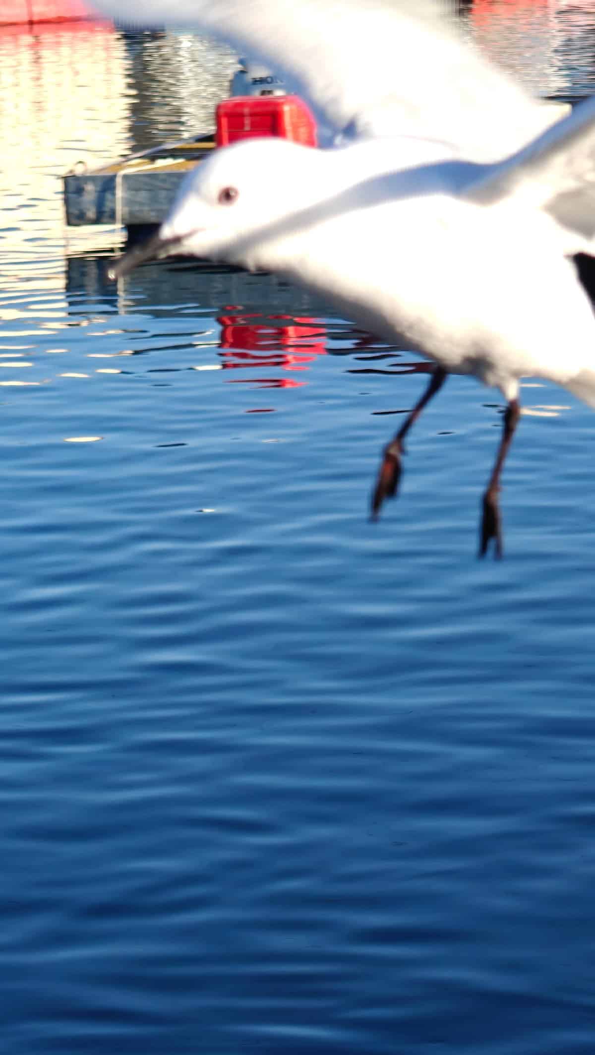 Seagull flying low over canal