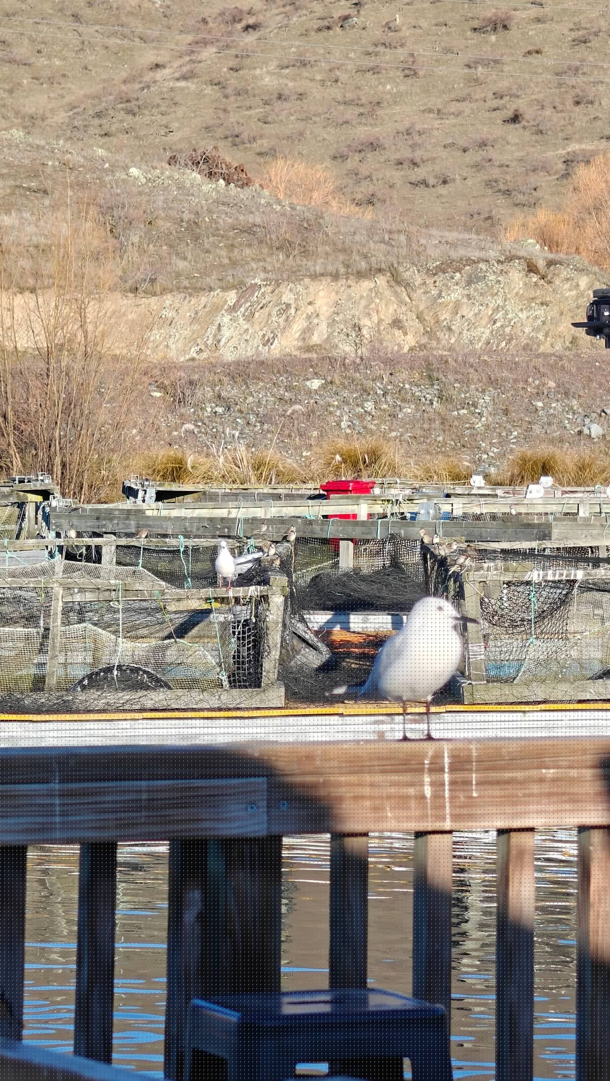 Seagull perched on deck railing