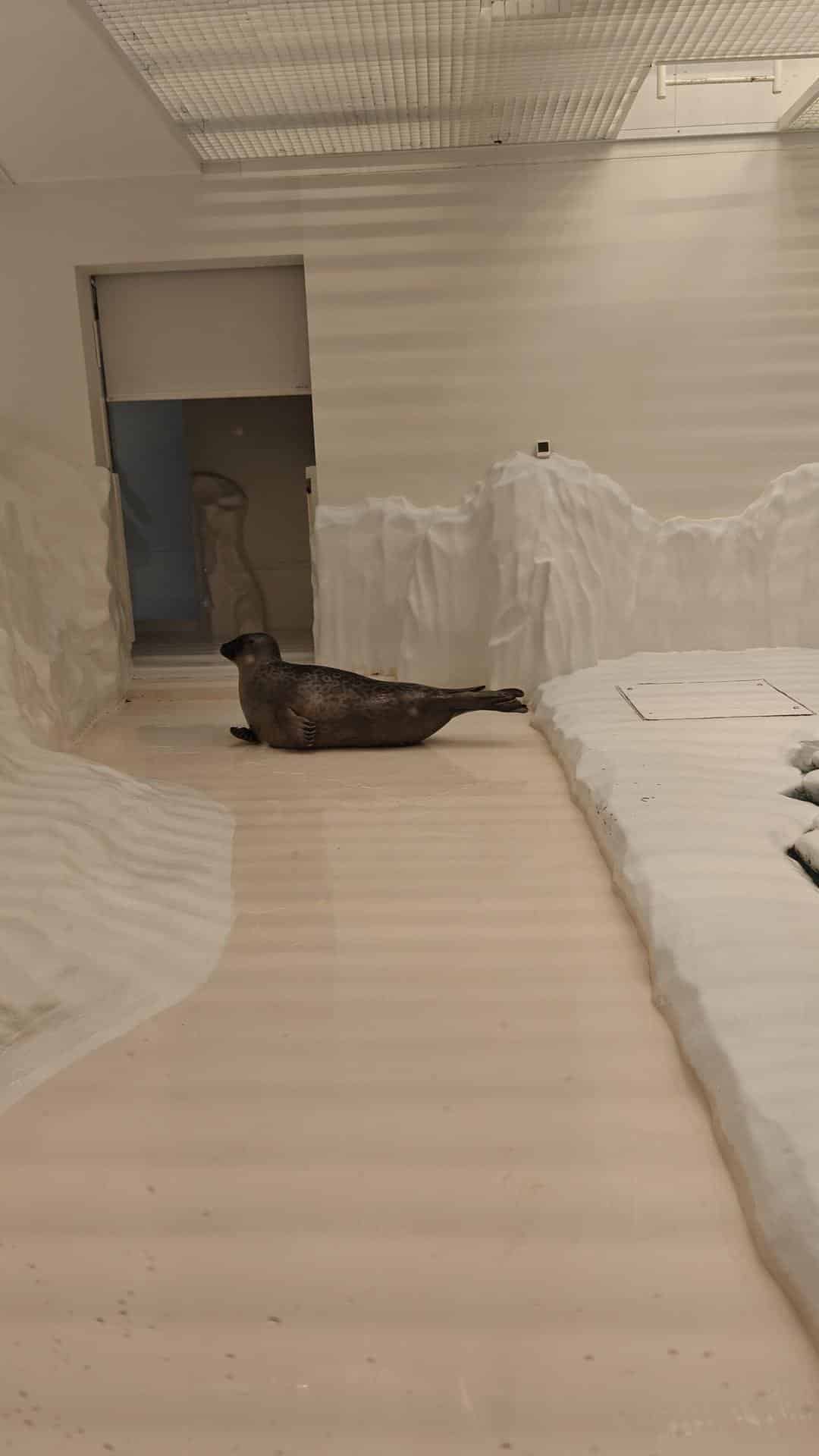 Seal in minimalist indoor enclosure