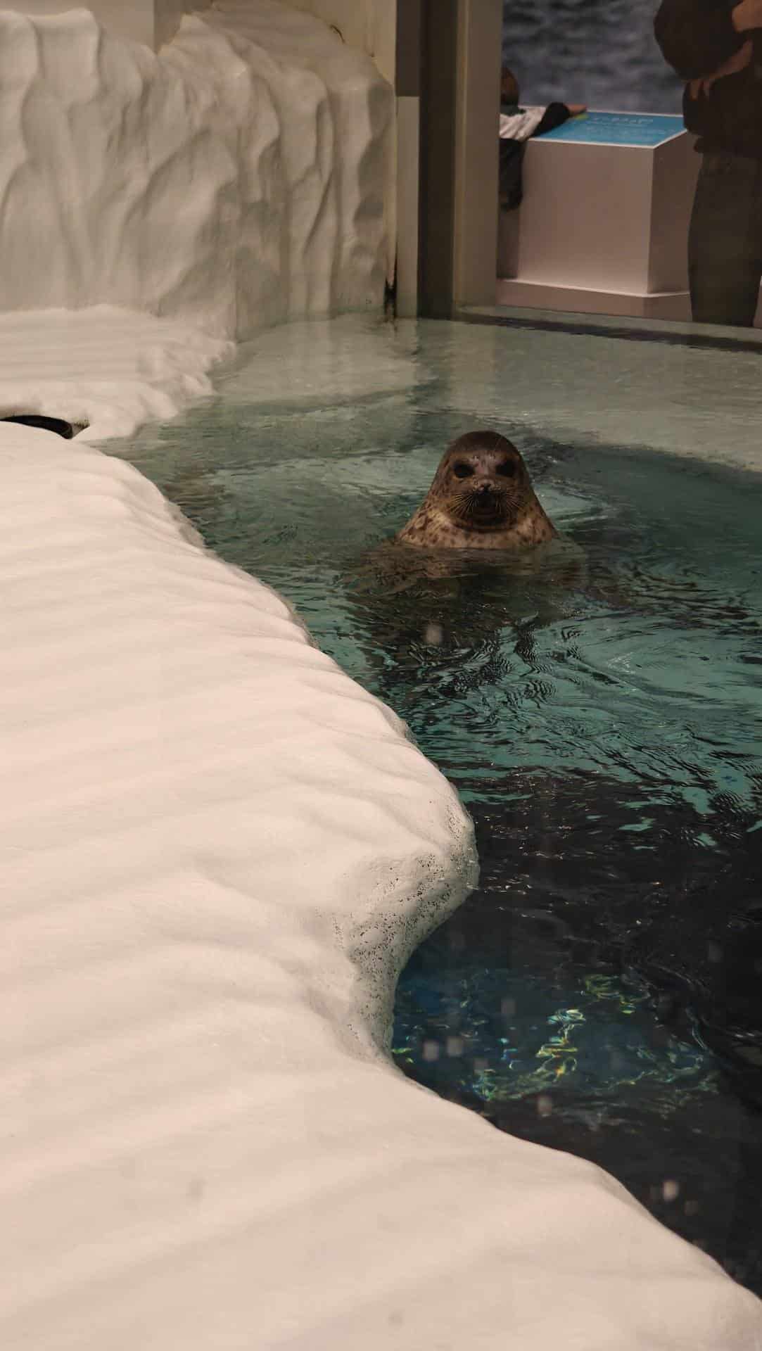 Seal swimming in icy enclosure