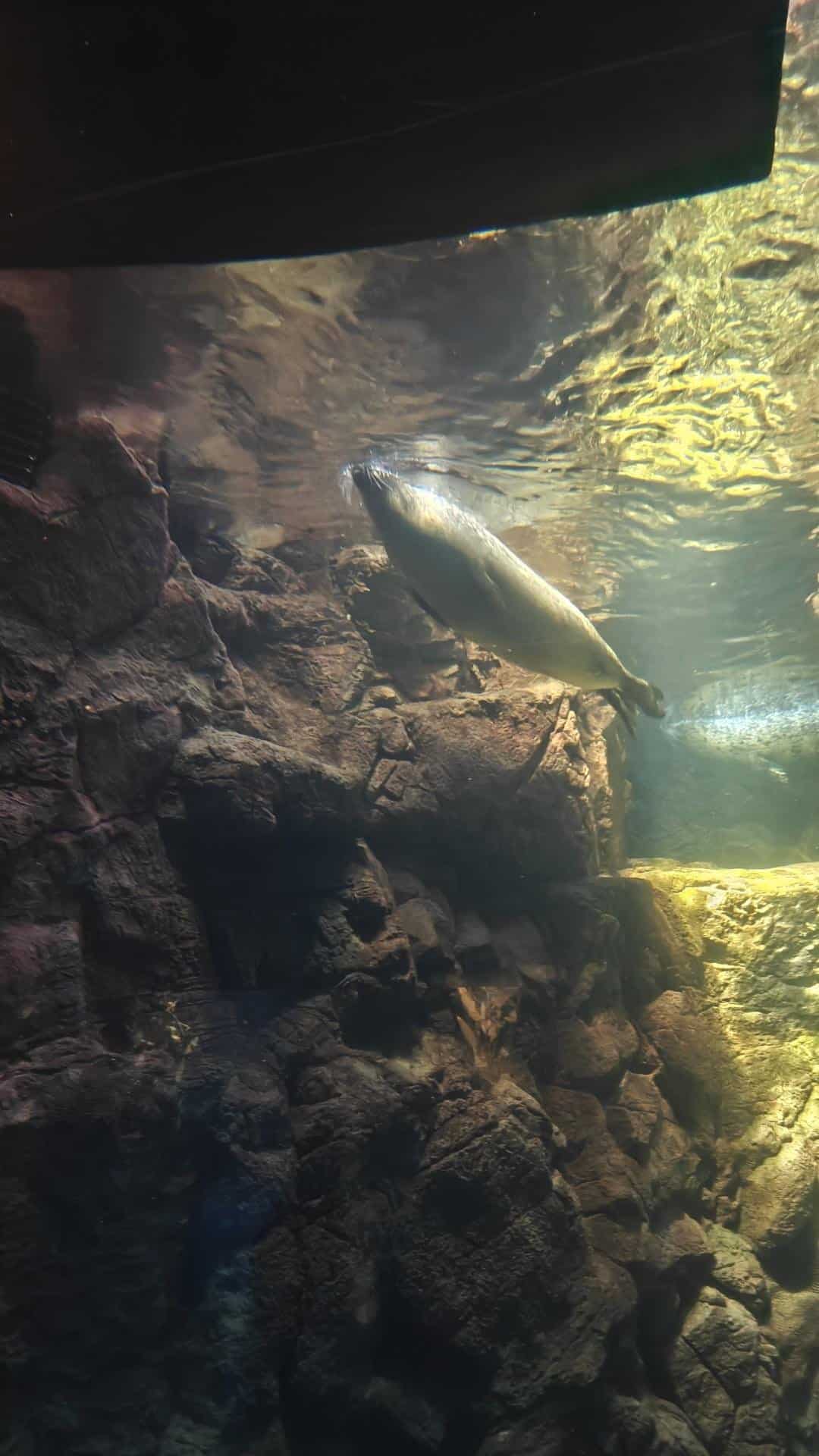 Seal swimming underwater near rocks