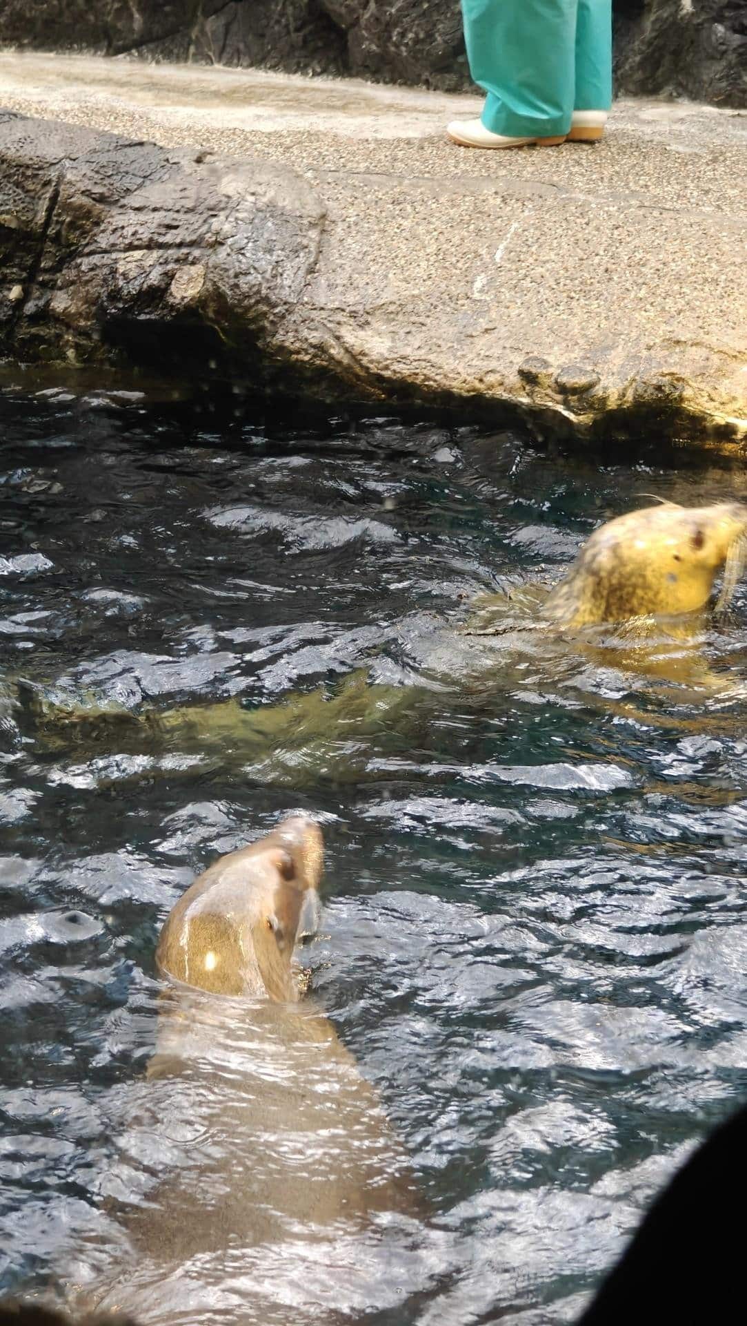 Seals swimming in rocky pool