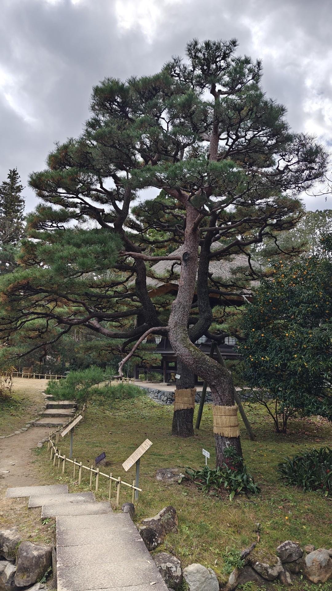 Serene garden with large pine tree