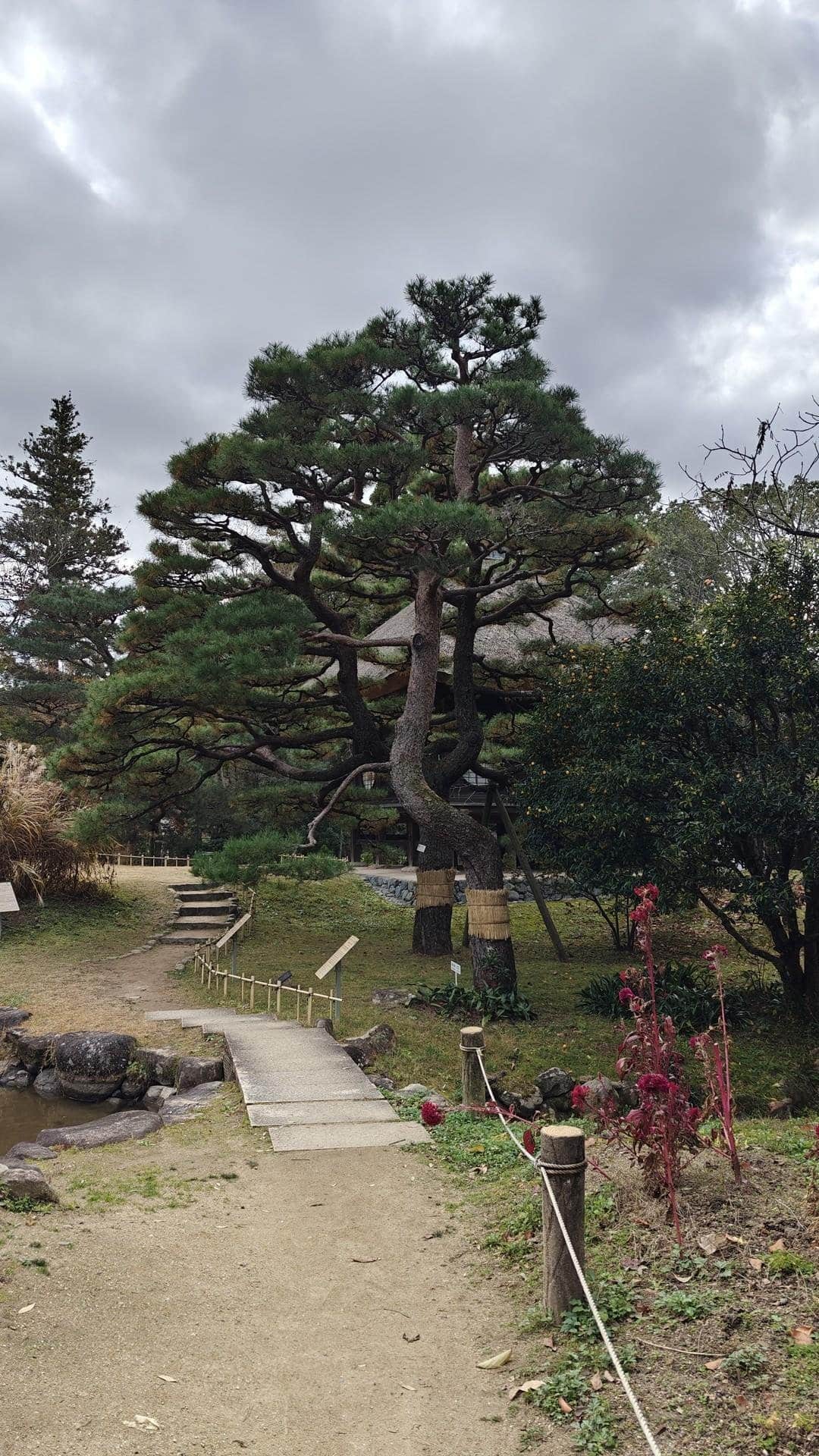 Serene garden with pine tree and path