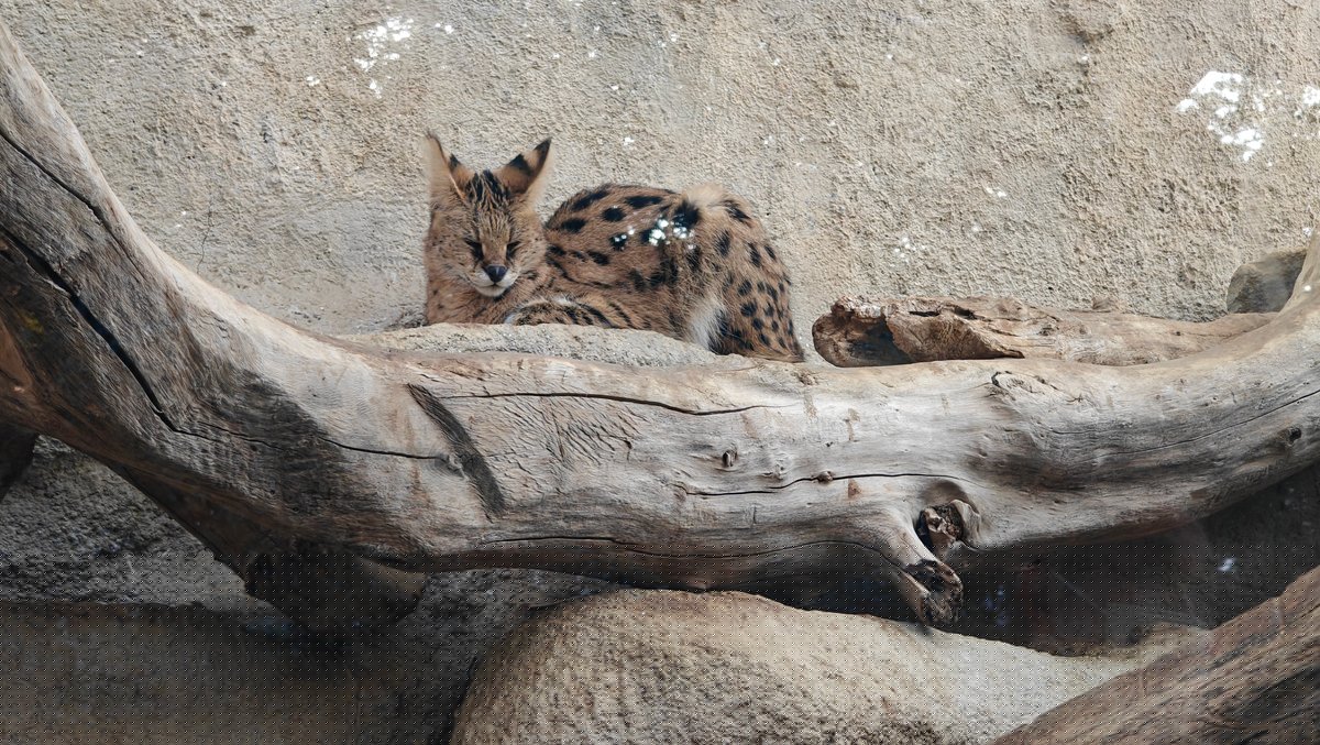 Serval reclining on log ledge