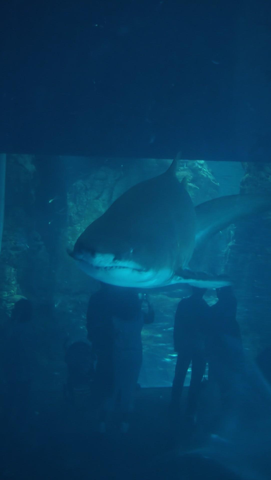 Shark swimming in aquarium tank