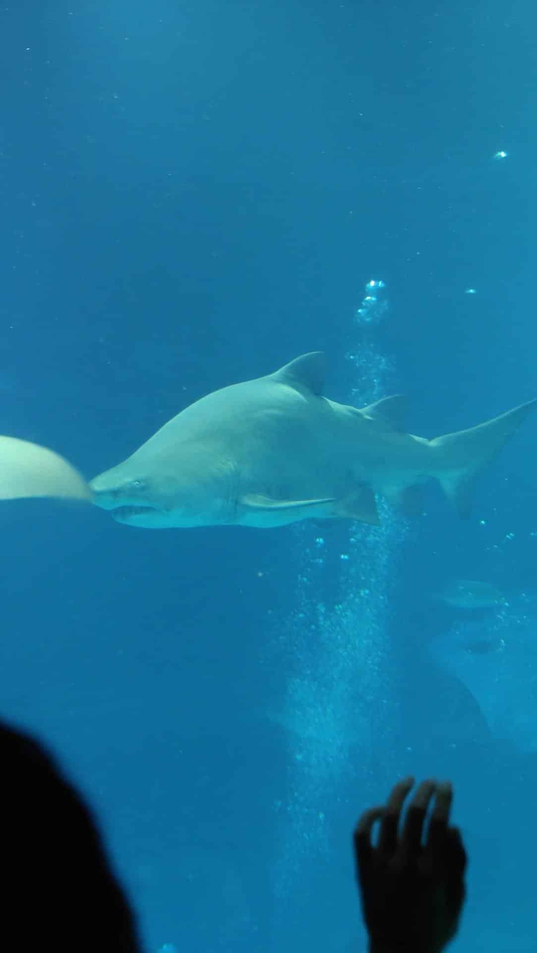 Shark swimming in clear blue water