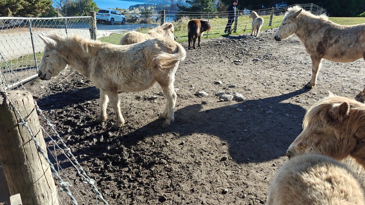 Sheep and a pony gathered by a wire