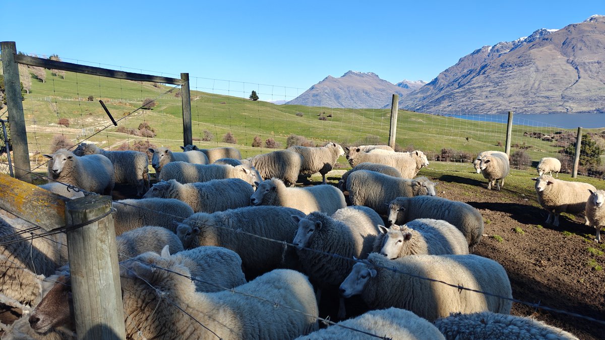 Sheep crowding along a wire fence, lake and