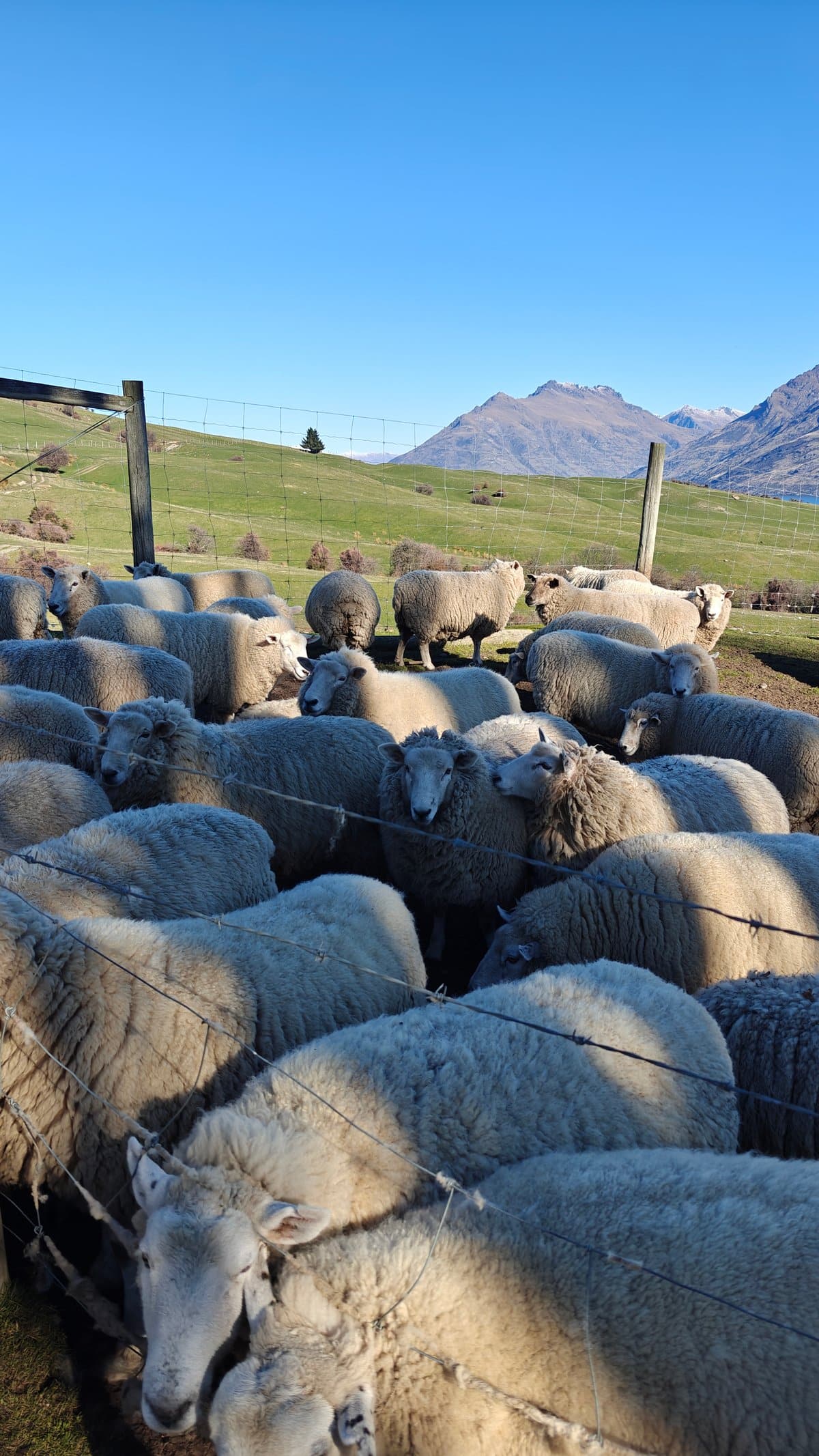 Sheep flock spread across a green hillside above