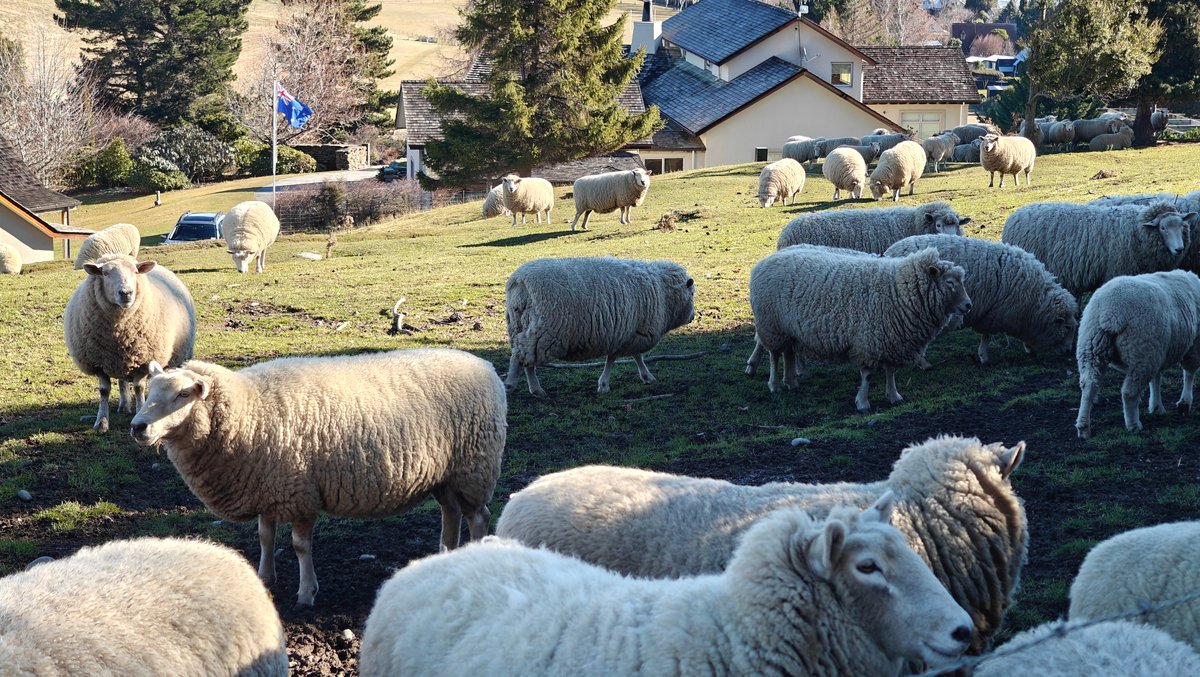 Sheep grazing on grass with the township and