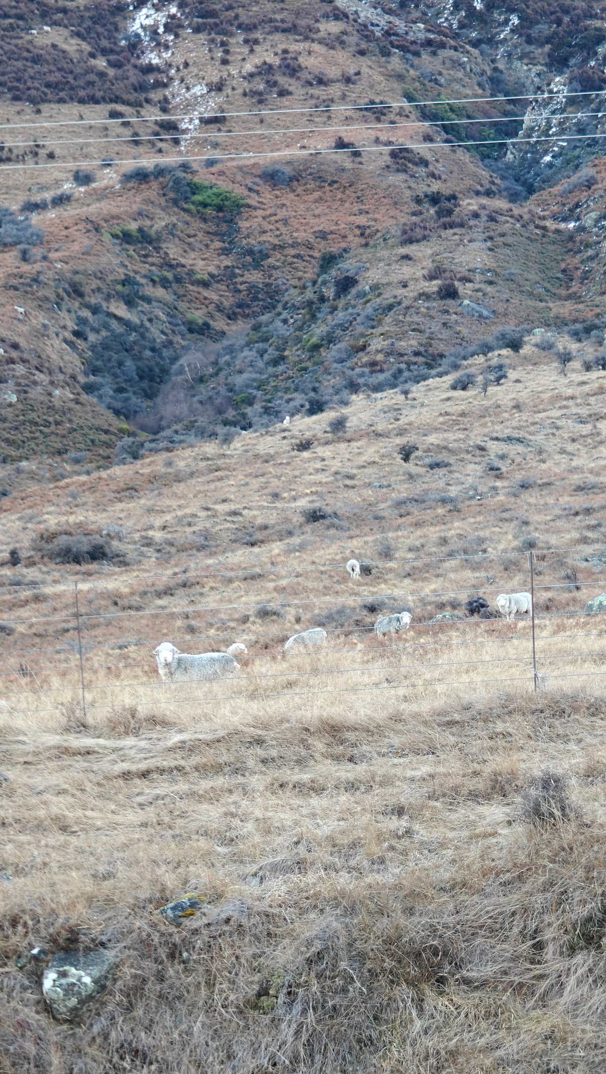 Sheep grazing tussock hillside dusk