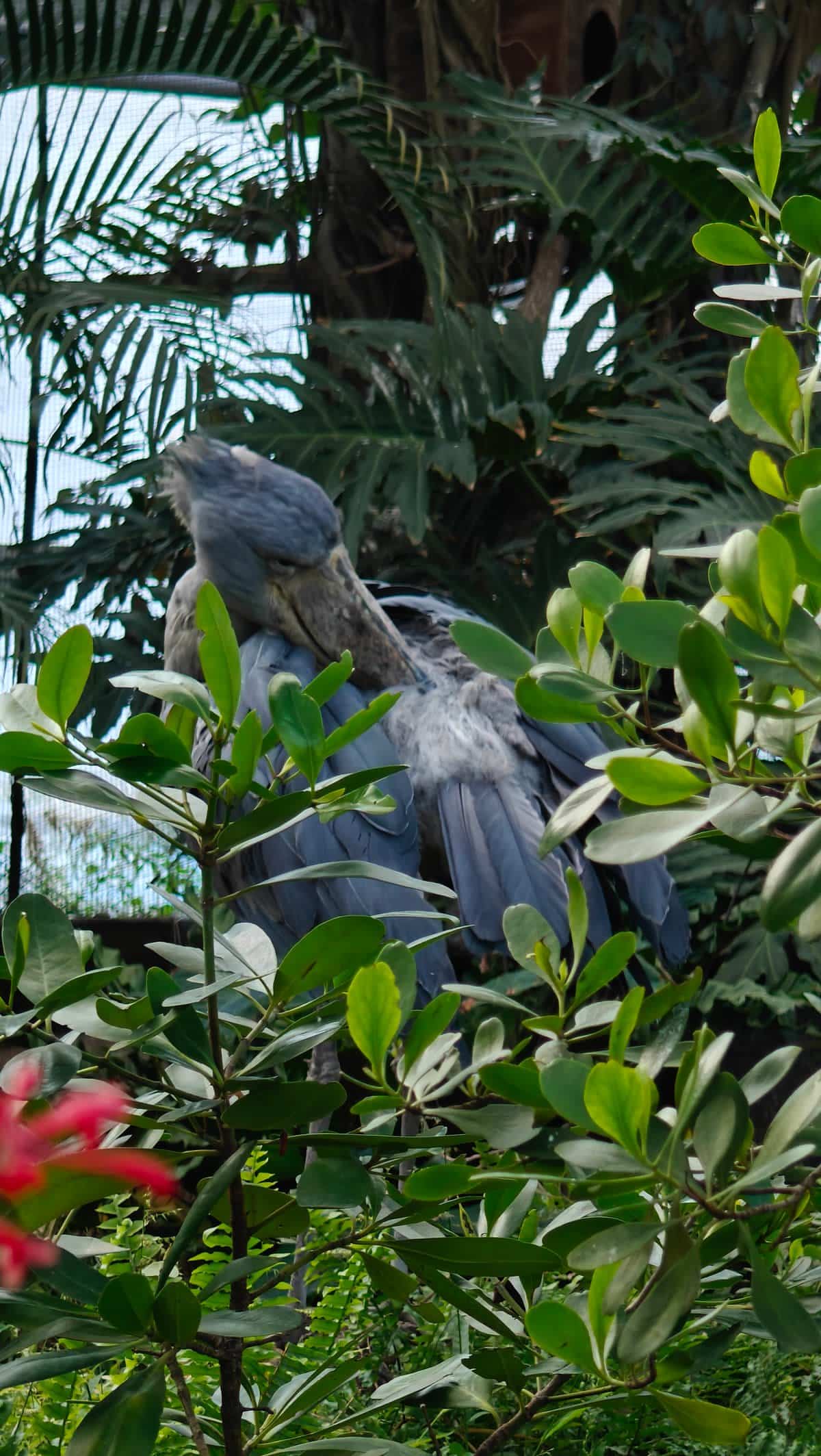 Shoebill among tropical foliage
