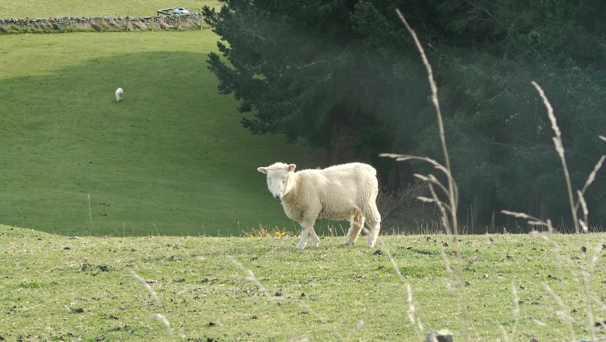 Single sheep on green hillside