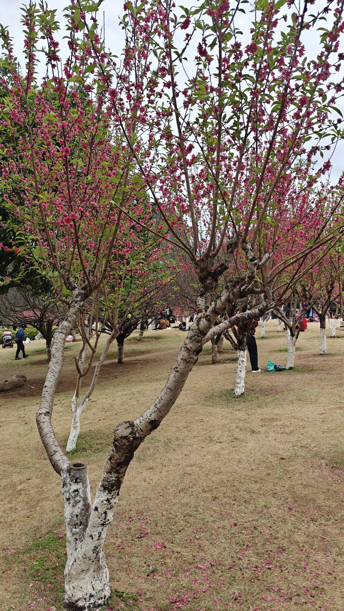 Single tree full magenta bloom