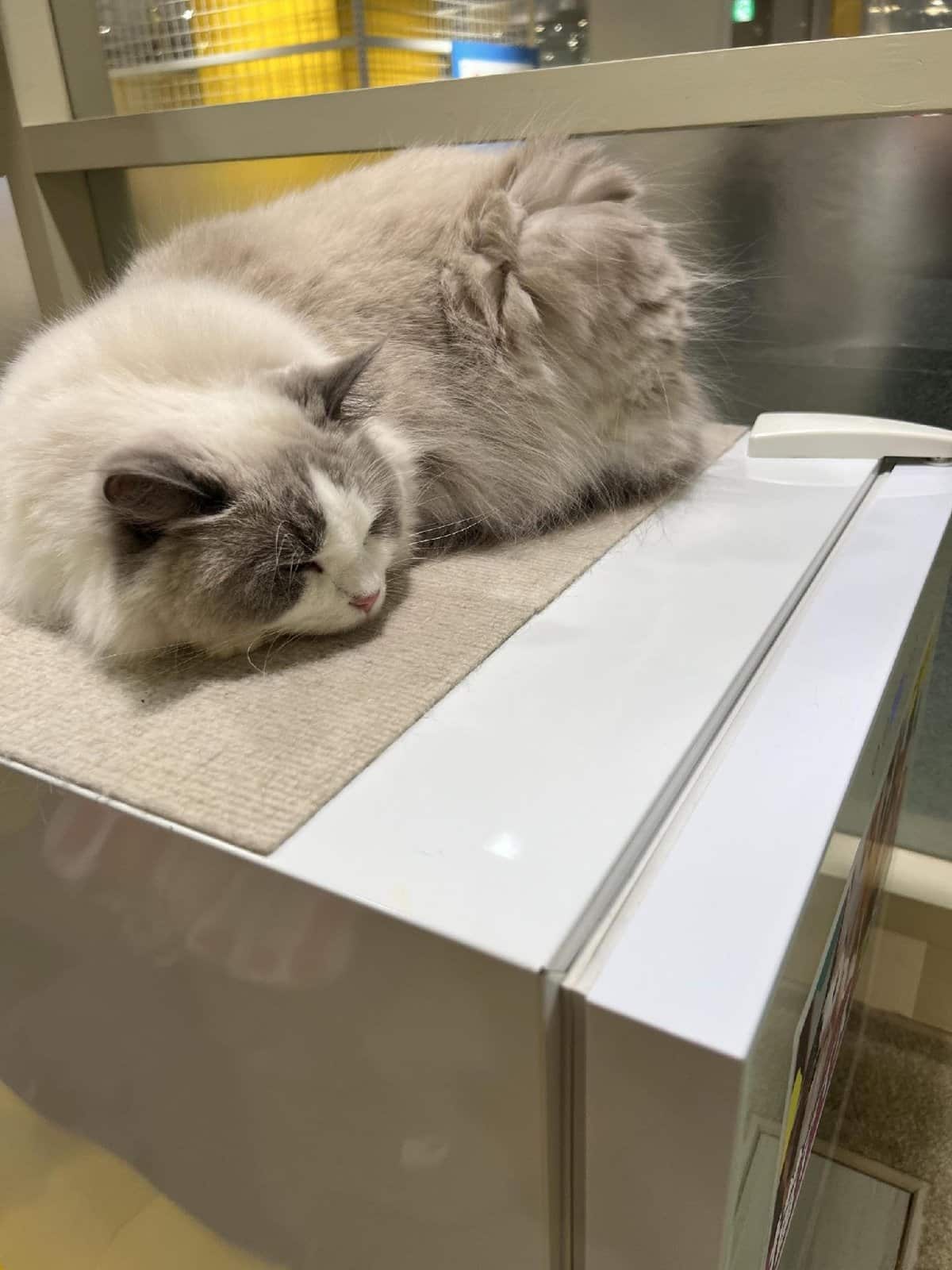 Sleeping fluffy cat on cabinet