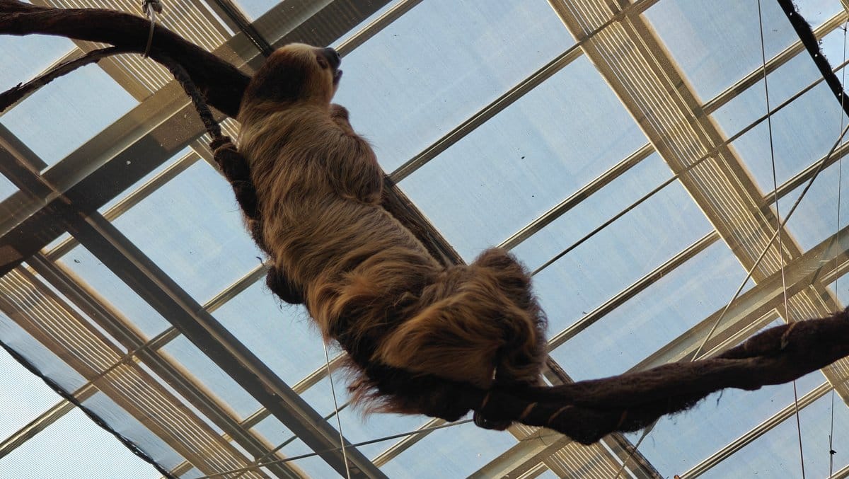 Sloth hanging from branch closer