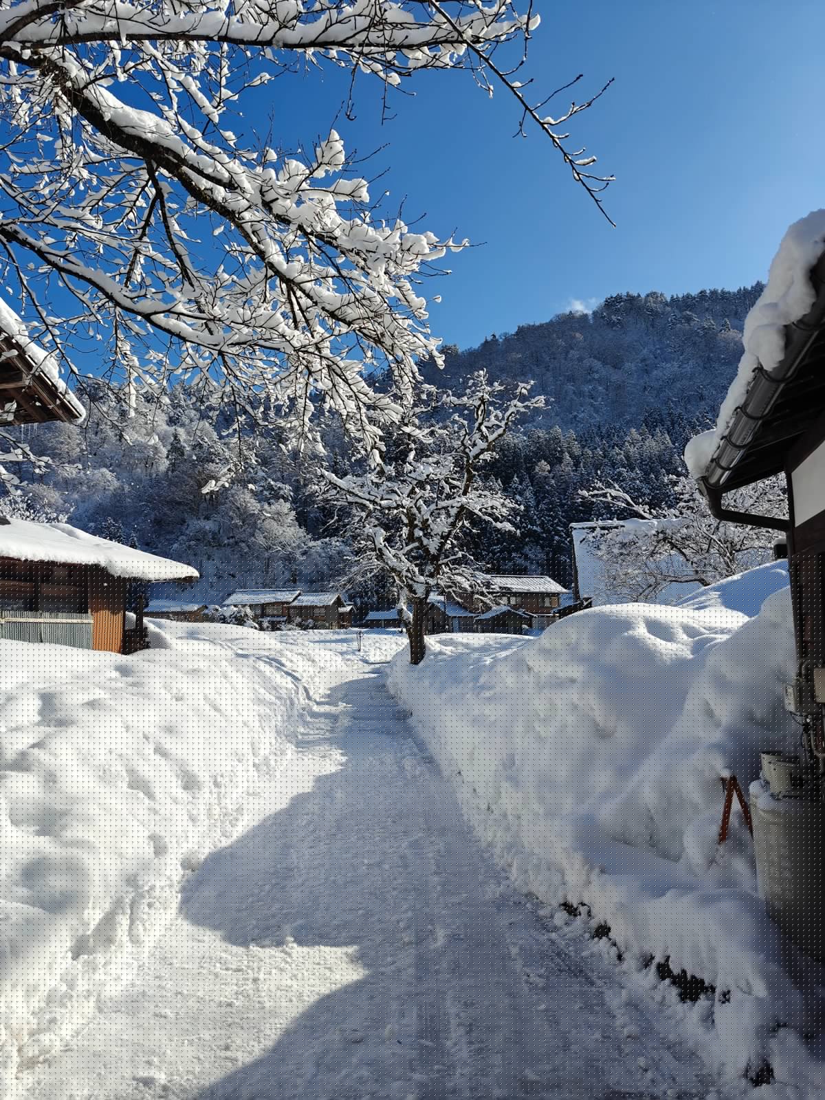 Snow branches framing village path