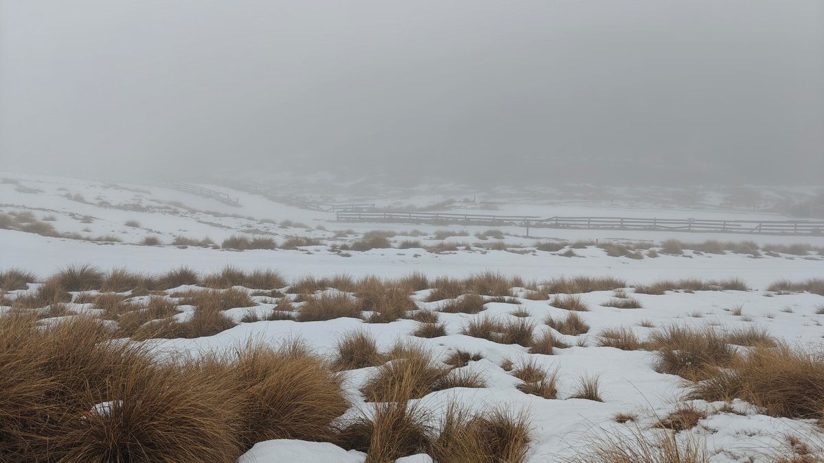 Snow Farm tussock snow