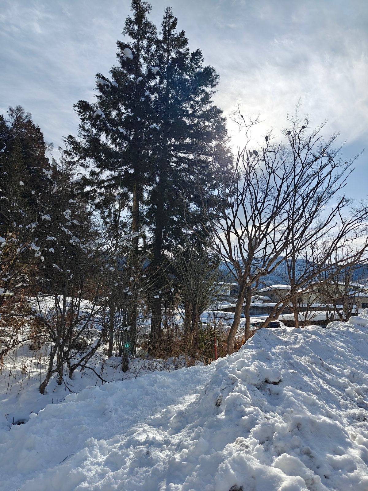 Snow-laden pines along path
