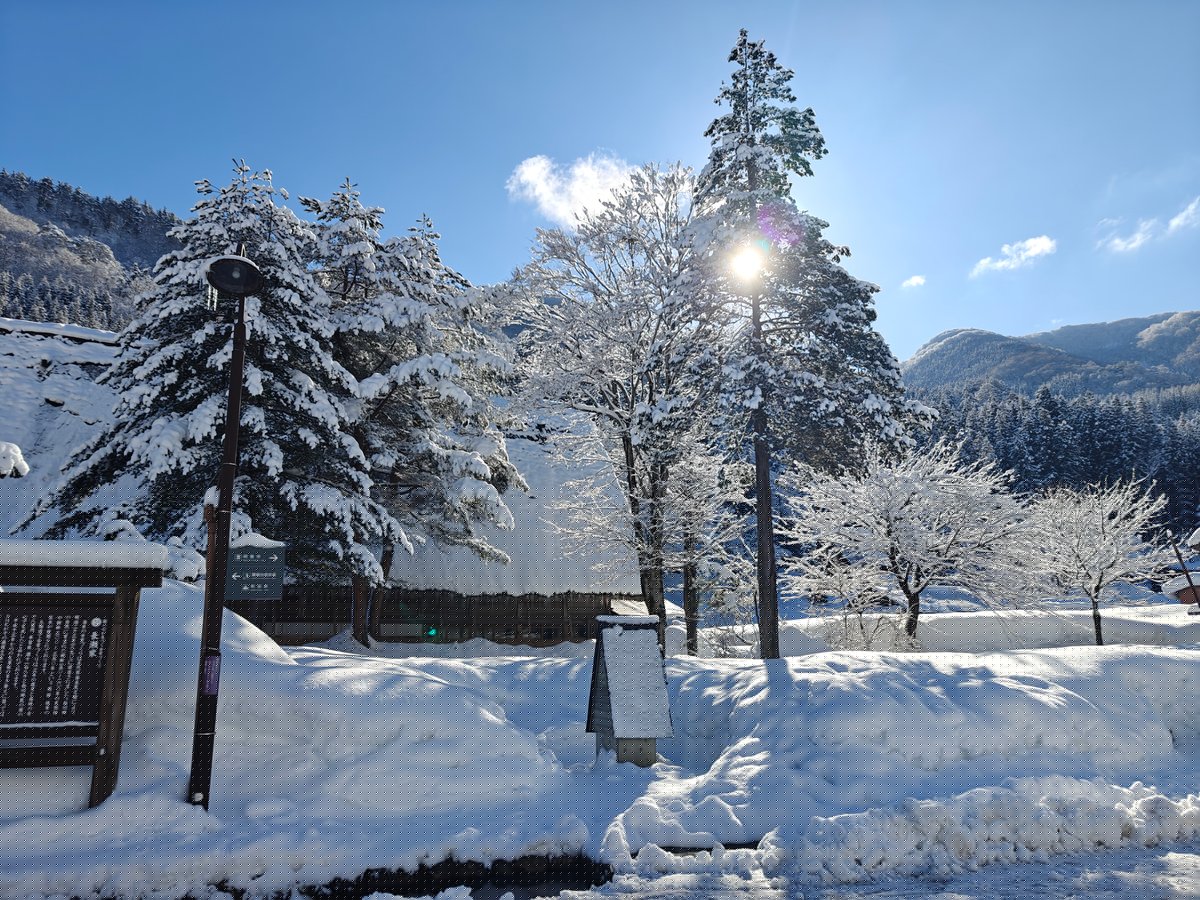 Snow-laden trees with sun flare