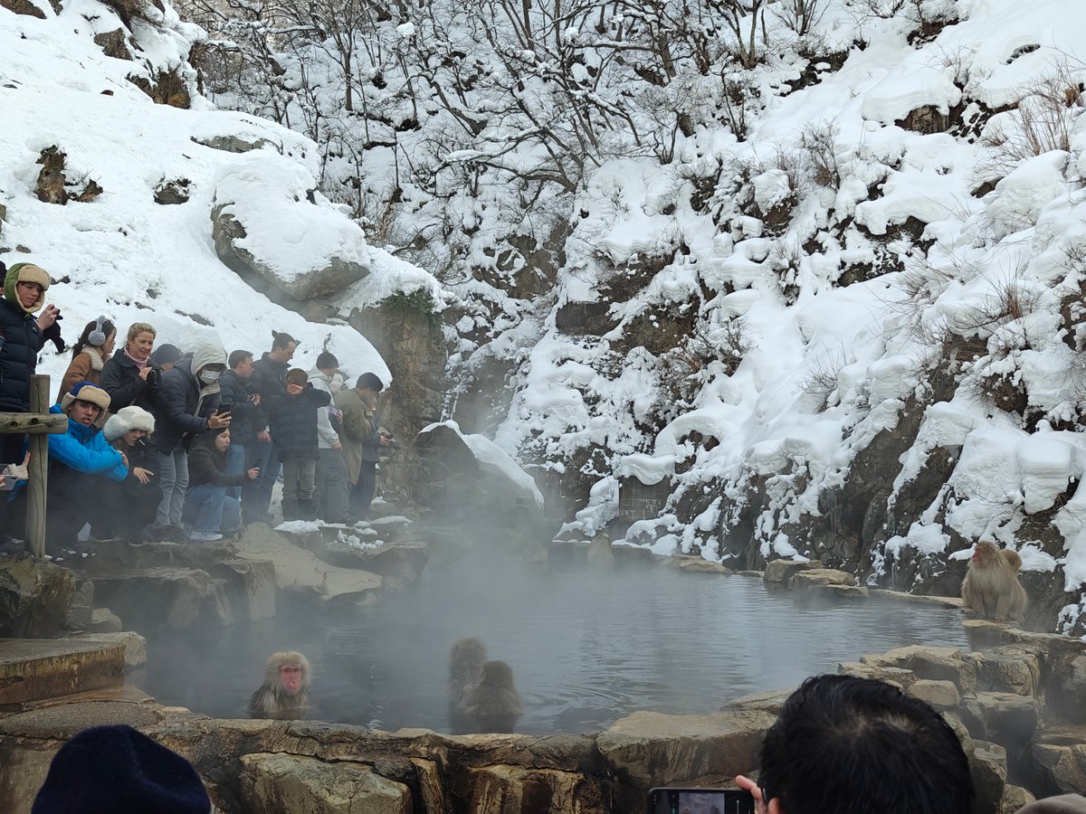 Snow monkeys bathing in onsen