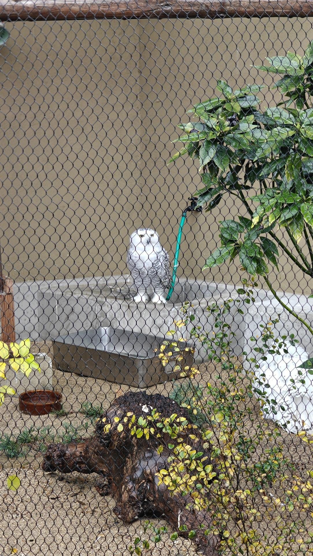 Snowy owl behind a fence in enclosure