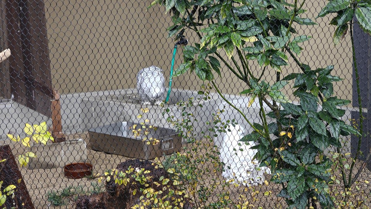 Snowy owl behind mesh fence