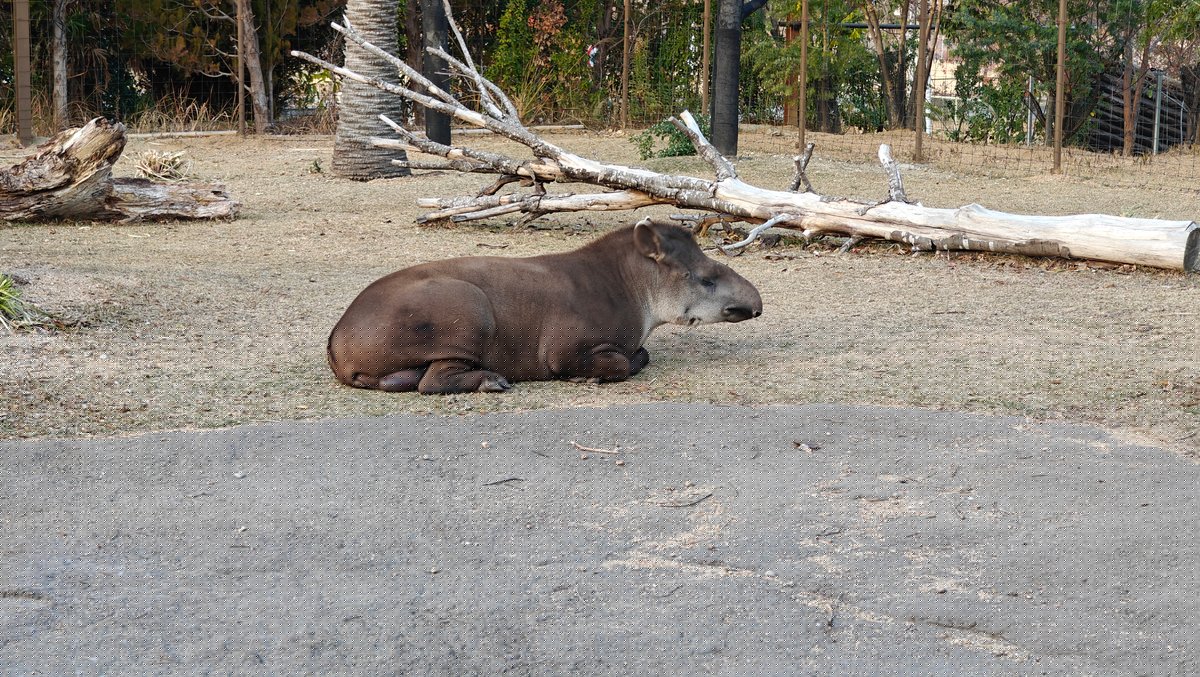 South American tapir resting