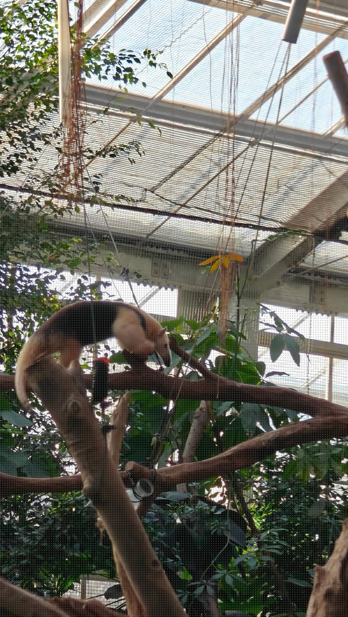 Southern tamandua climbing high