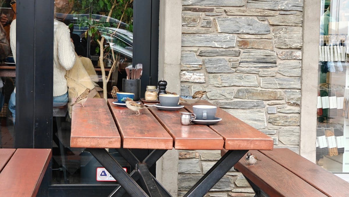 Sparrow hopping on picnic table