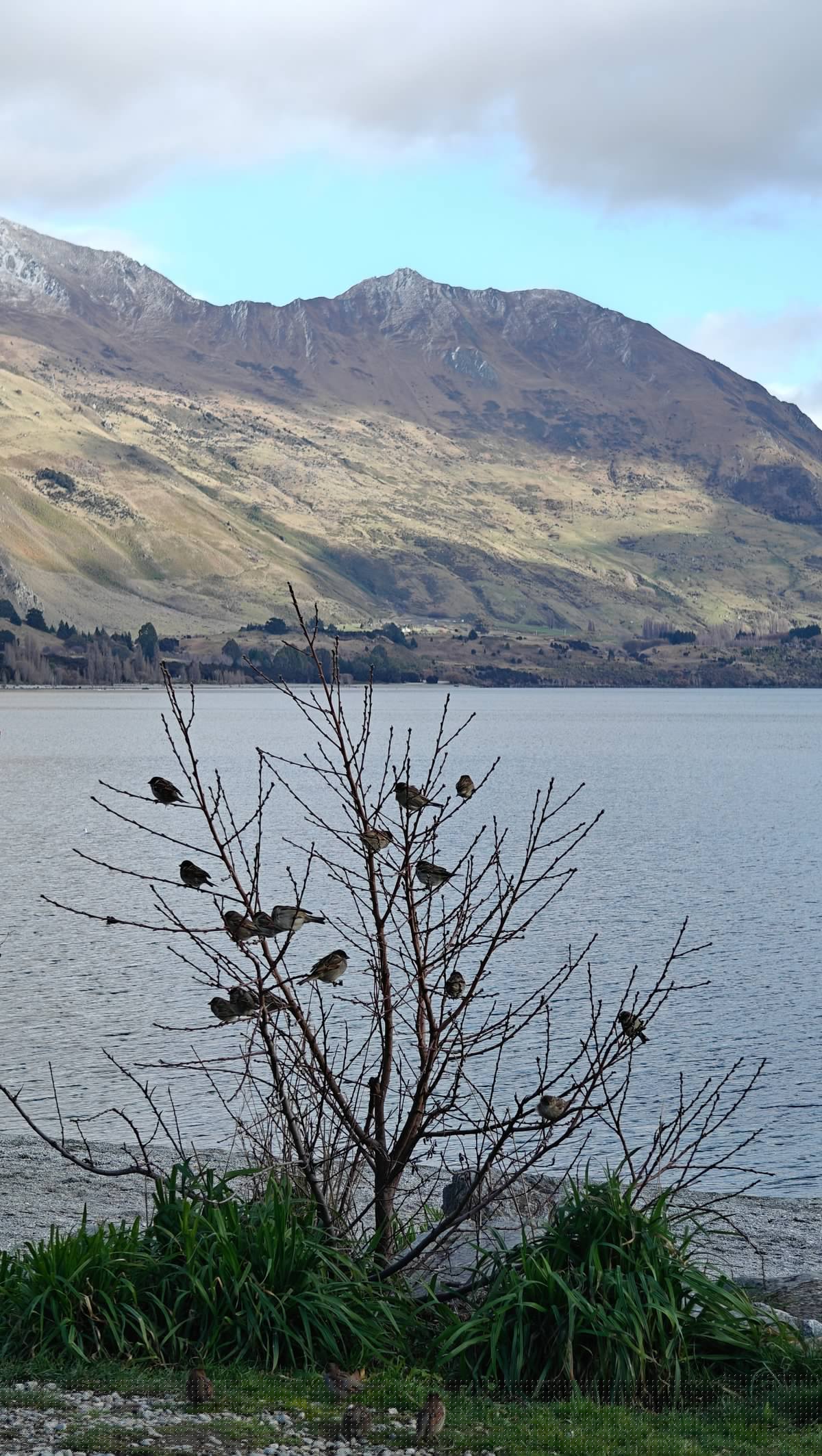 Sparrows filling leafless lakeside tree