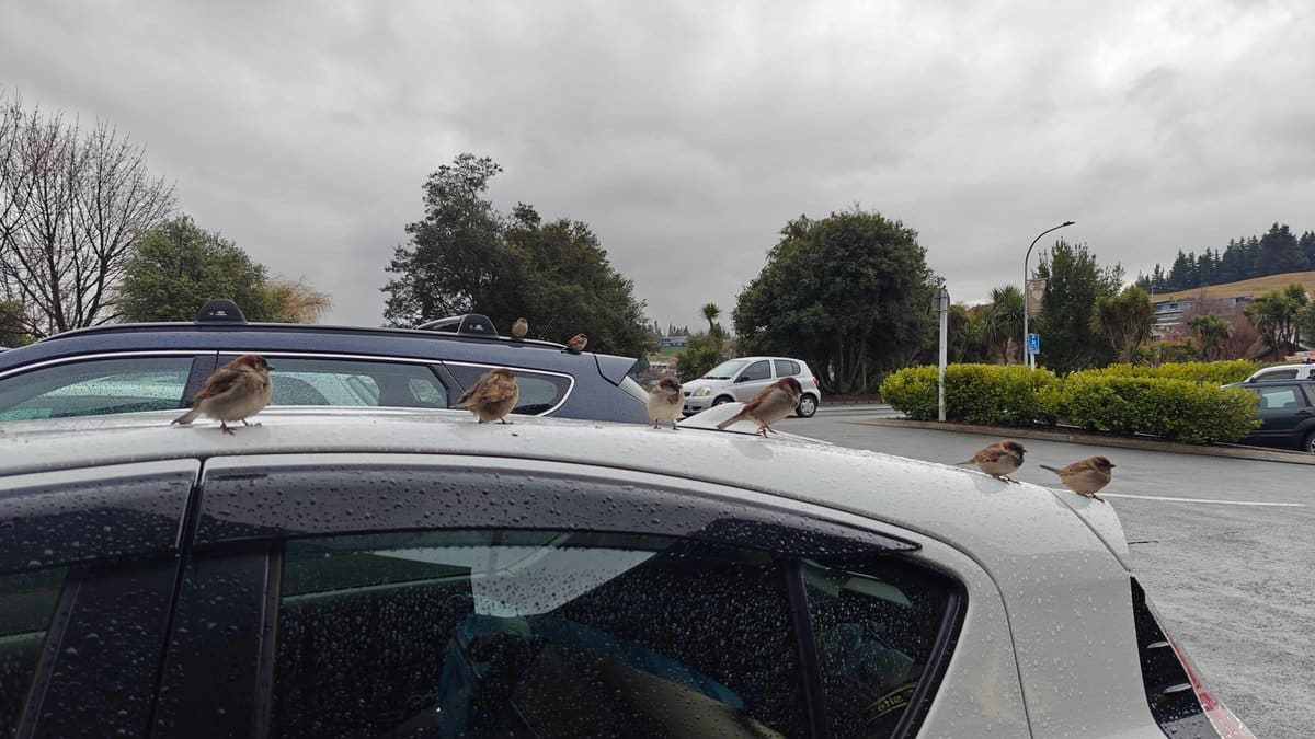 Sparrows perched on car roof